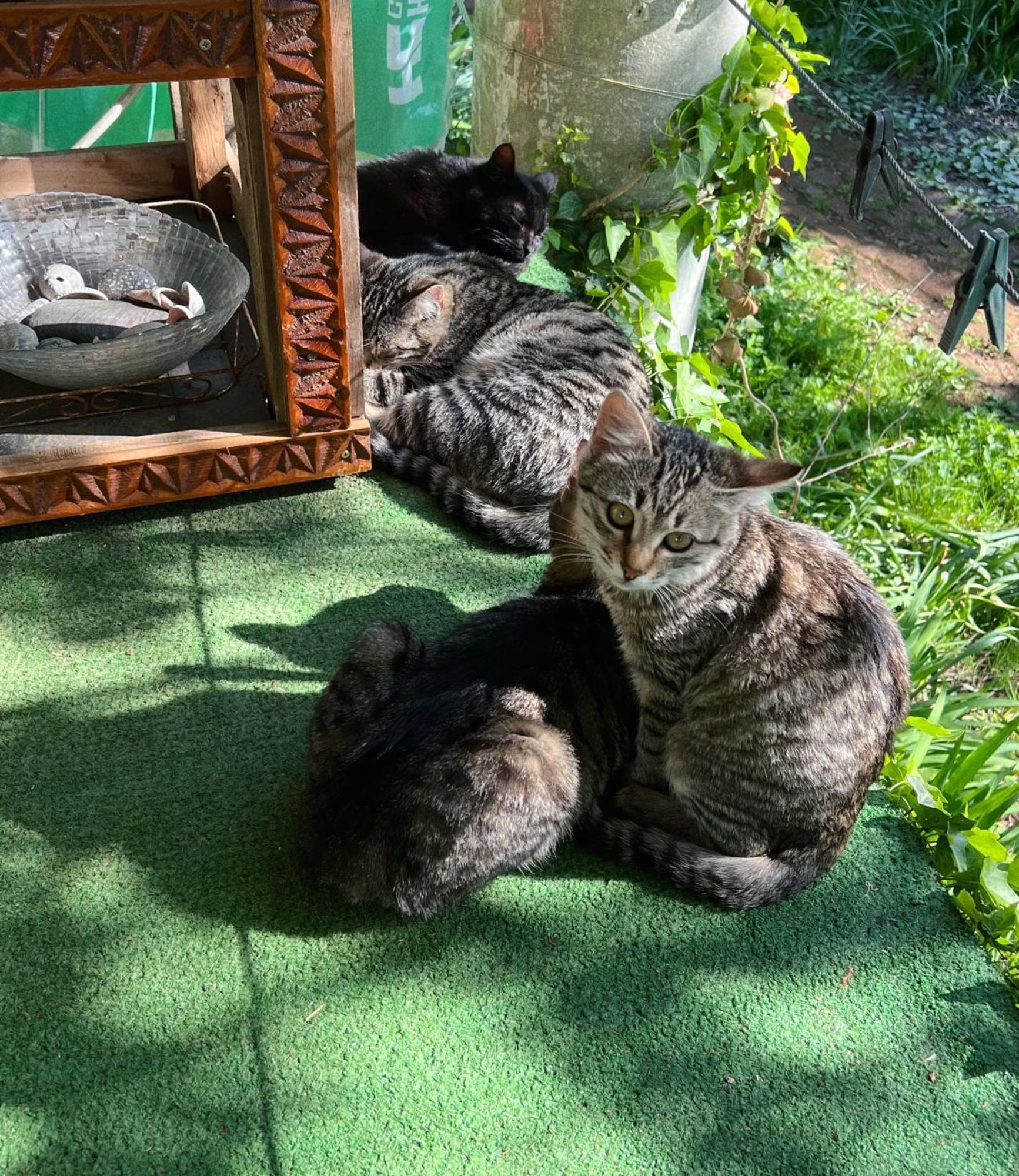 Guesthouse Eco Chakvi Δωμάτιο φωτογραφία